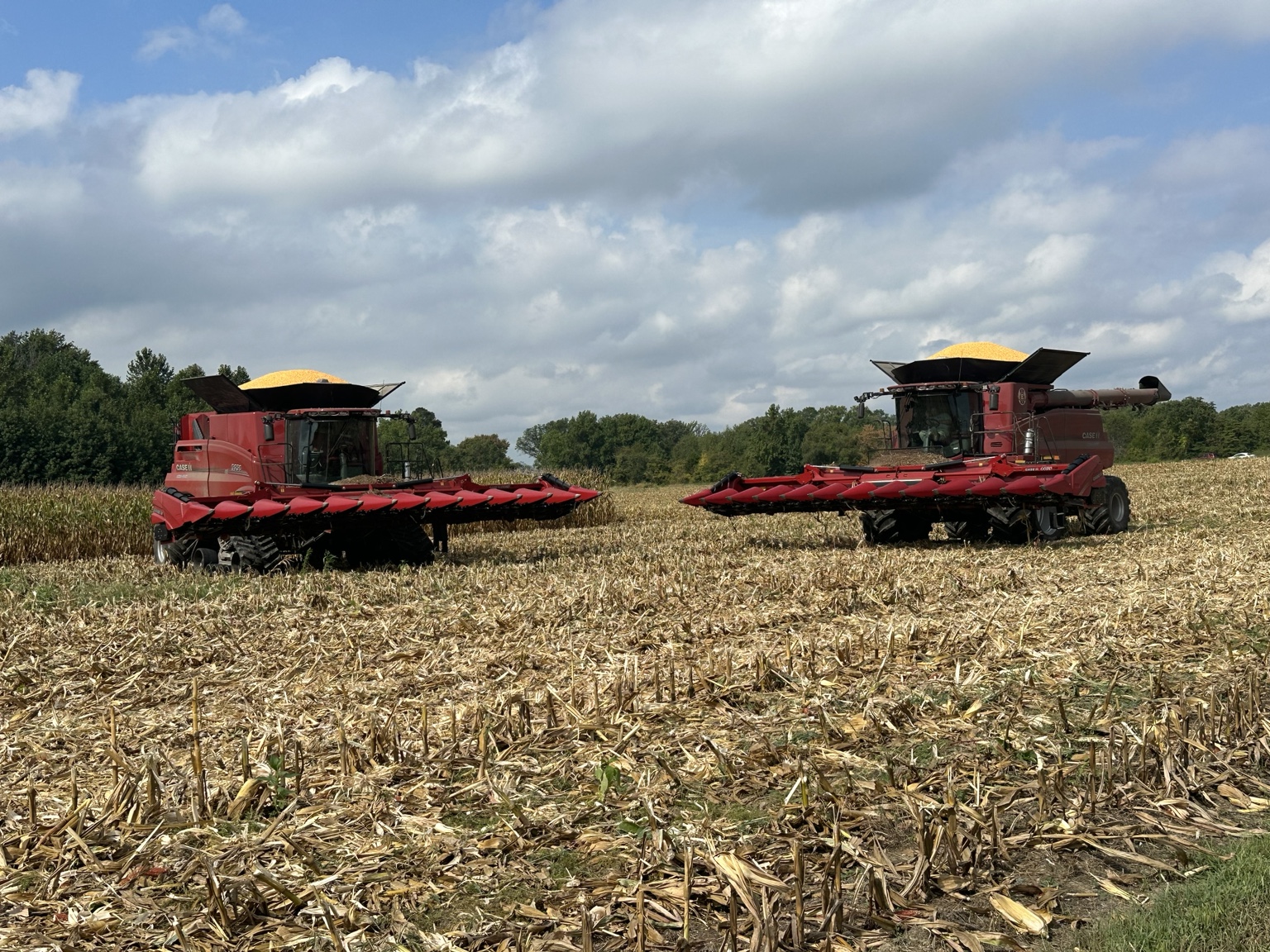 Two combines harvesting corn together