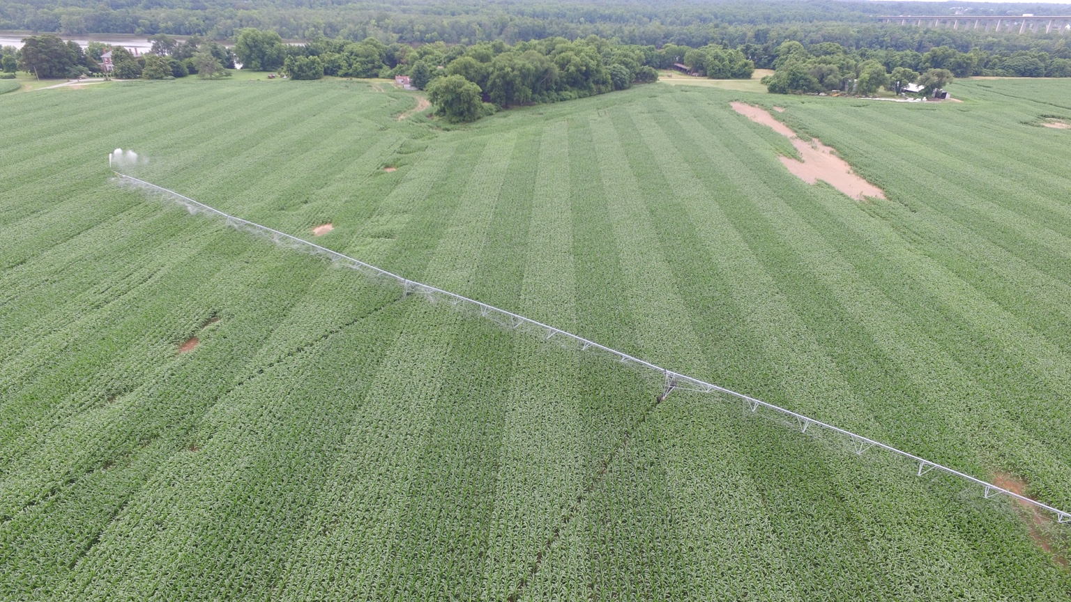Aerial view of irrigated grain fields during the growing season